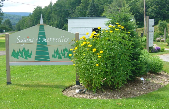 Sapins et merveilles