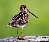 B&eacute;cassine de Wilson