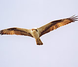 Balbuzard p&ecirc;cheur